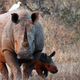 Illustration for article titled Suspected Rhino Poacher Killed by an Elephant, Eaten by Lions